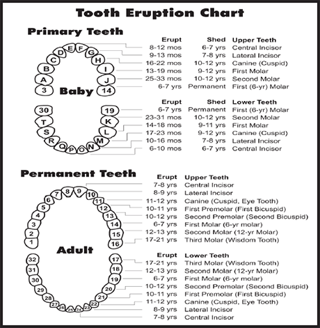 Teething (Teething Syndrome): Symptoms & Tooth Eruption Chart